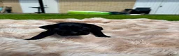 Cane Corso dogs for sale: Cane corso - Advert 6
