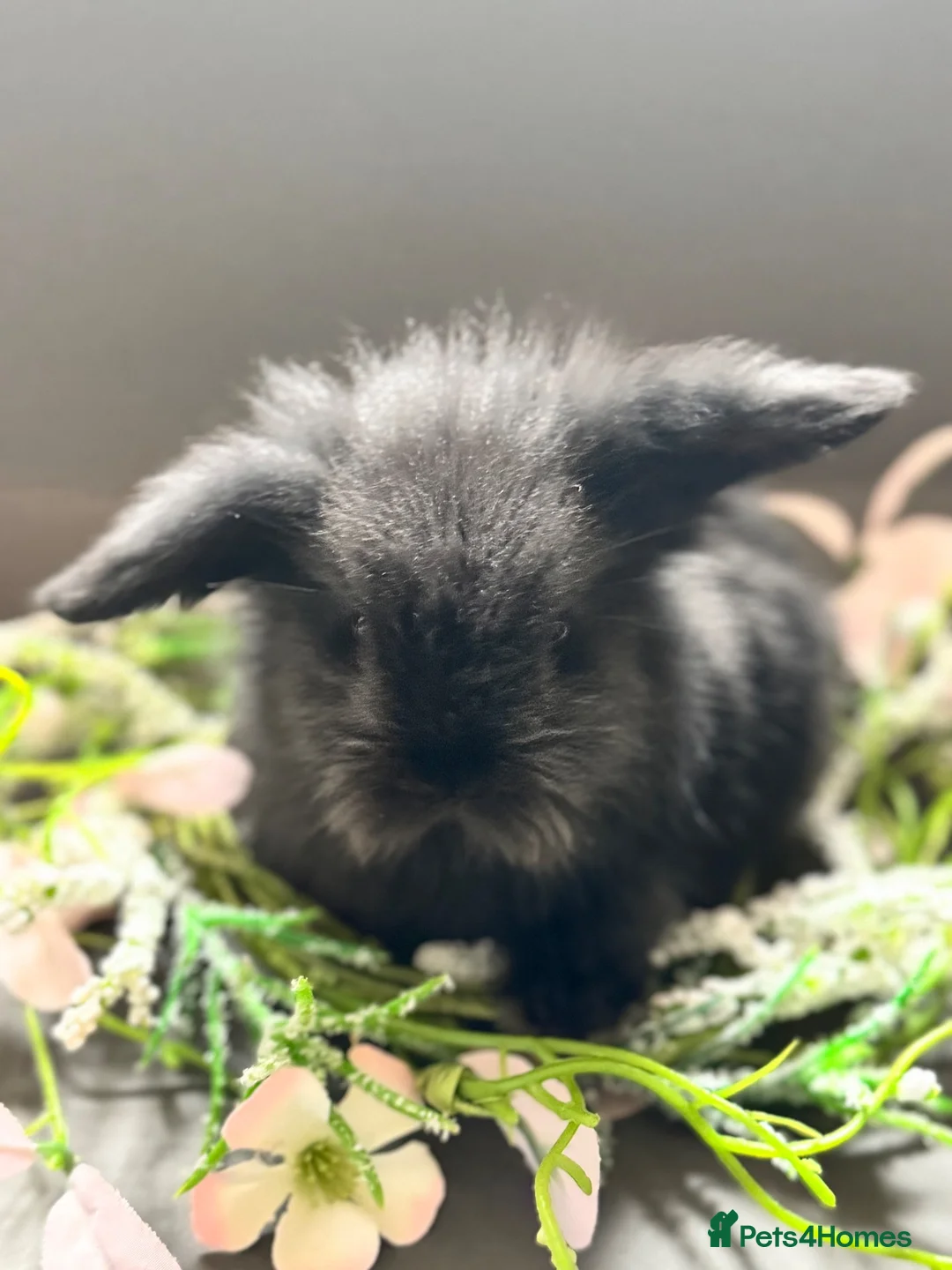 Mini Lion Lop rabbits for sale: looking for forever home!  - Advert 2