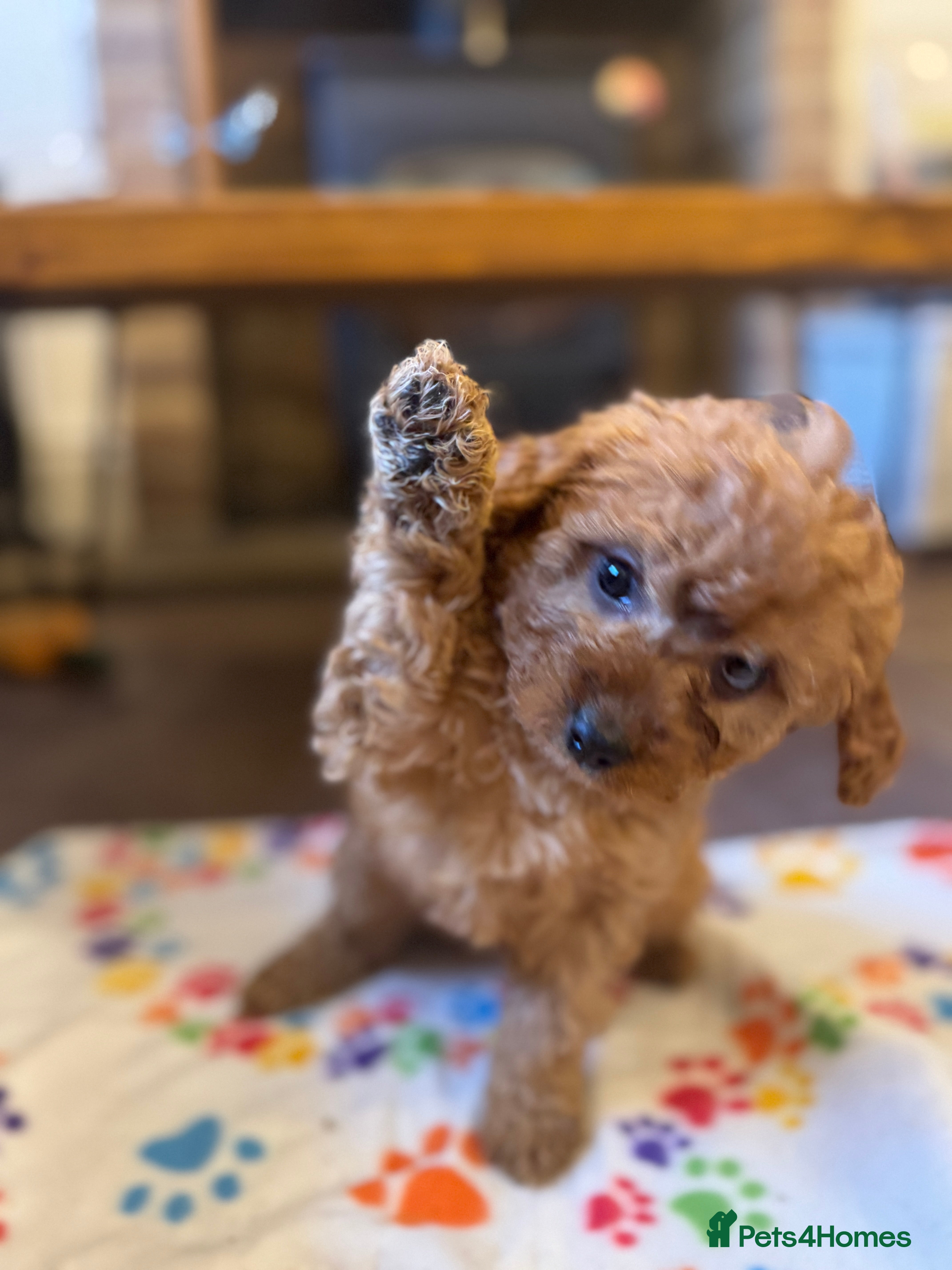 Cavapoo dogs Toy Cavapoo F1B - Miss Pink ready 18th January  - Advert 3