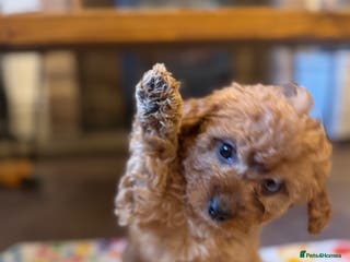 Cavapoo dogs Toy Cavapoo F1B - Miss Pink ready 18th January - Advert 7