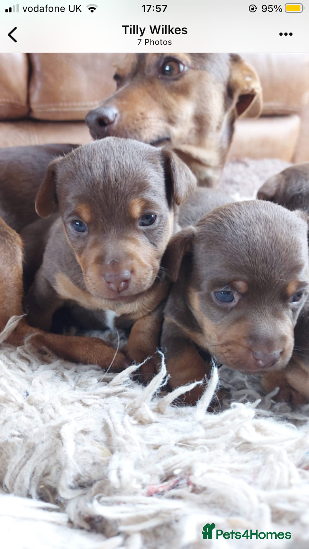 Jack Russell dogs for sale: Stunning chocolate miniature jack russell pups  - Advert 7