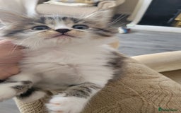 British Shorthair cats for sale: British Short-hair kittens - Image 16