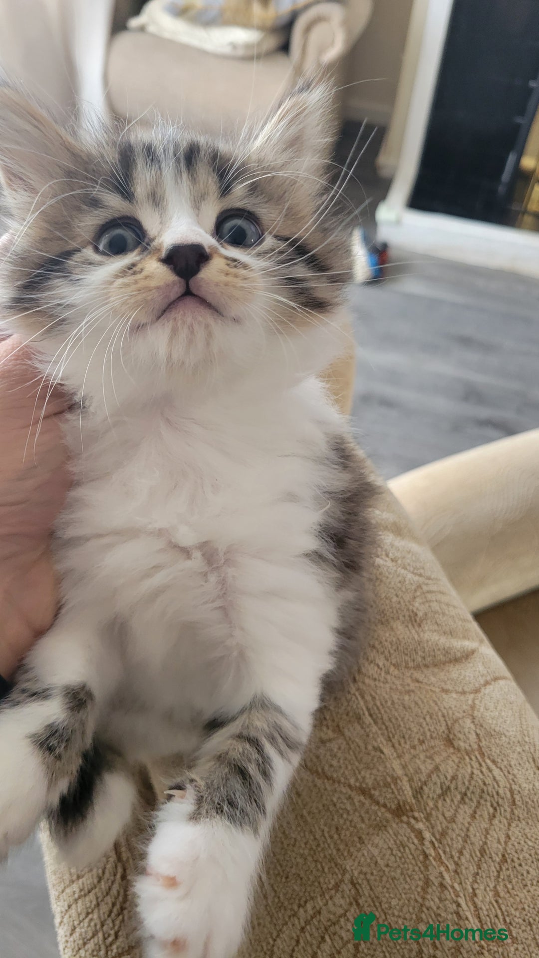 British Shorthair cats for sale: British Short-hair kittens - Image 16