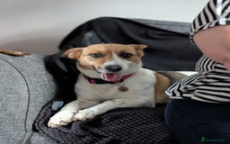 Mixed Breed dogs for sale: Pretty Pixie 😍 - Image 9