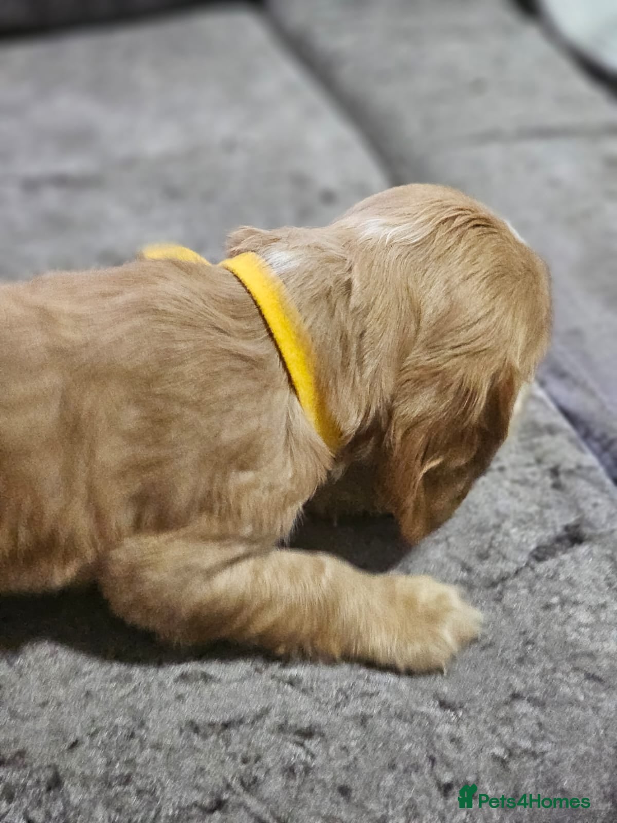 Cocker Spaniel dogs for sale: cocker spaniel puppies - Advert 13