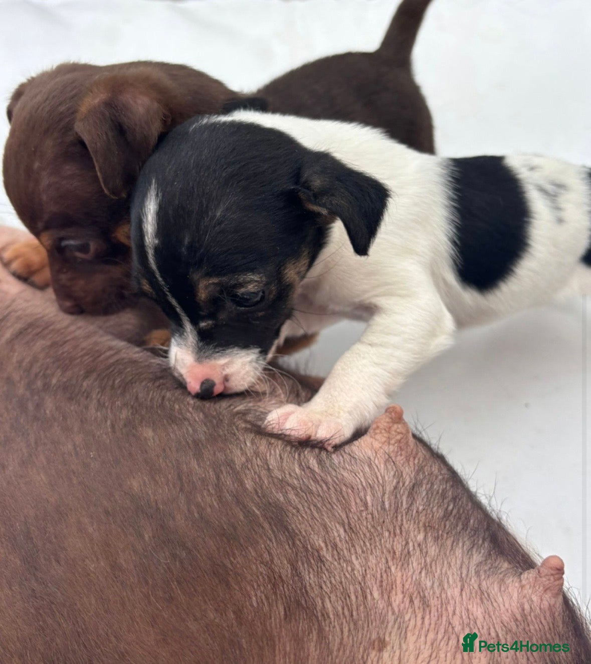 Jack Russell dogs Miniature Jack Russel puppies for sale - Advert 3
