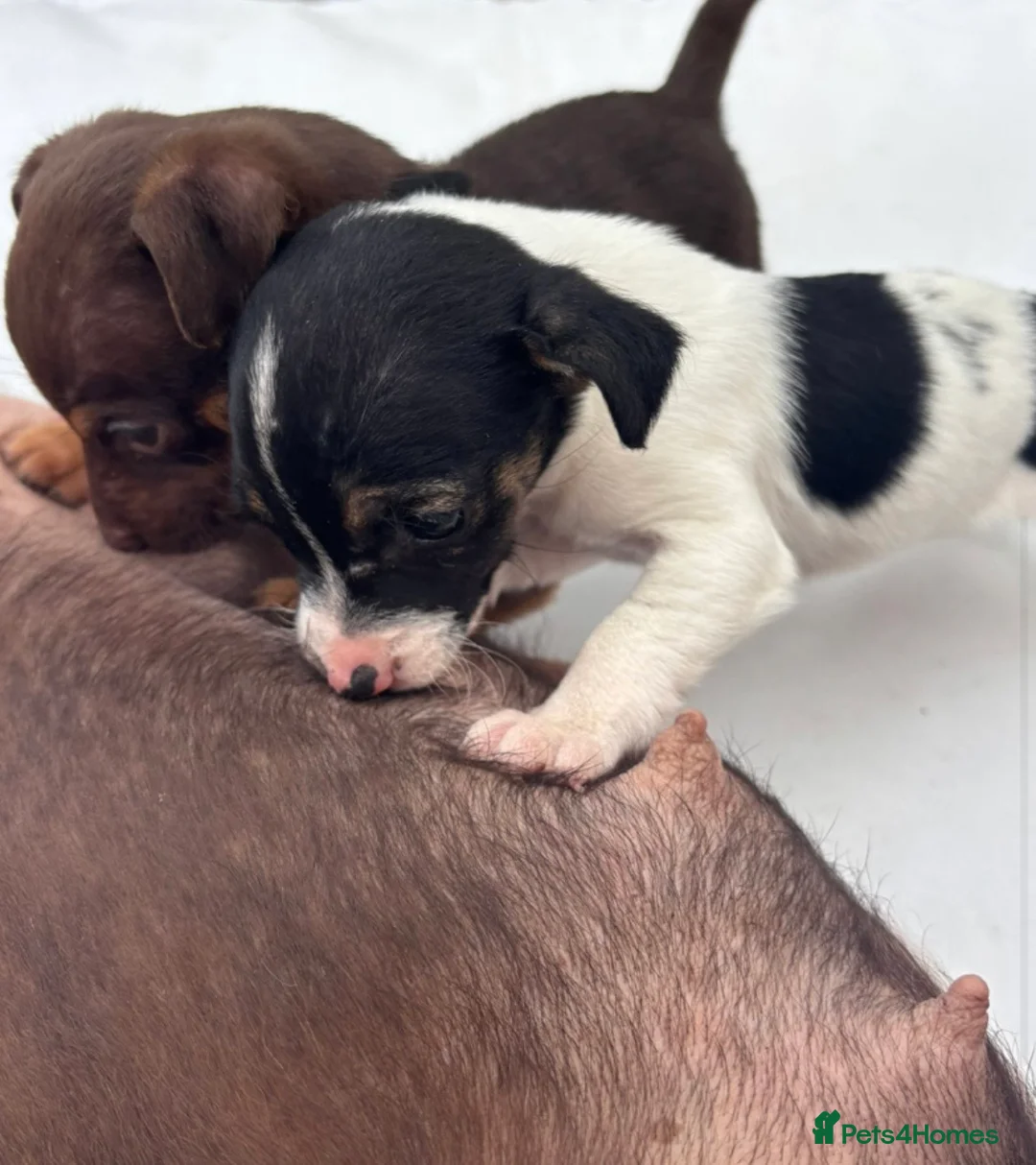 Jack Russell dogs for sale: Miniature Jack Russel puppies for sale - Advert 1