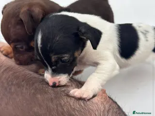 Jack Russell dogs Miniature Jack Russel puppies for sale - Advert 3