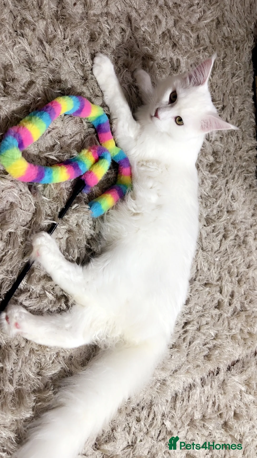 Maine Coon cats for sale: White maine coon boy in Blackburn - Advert 2