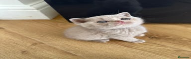 British Shorthair Kitten Lilac 