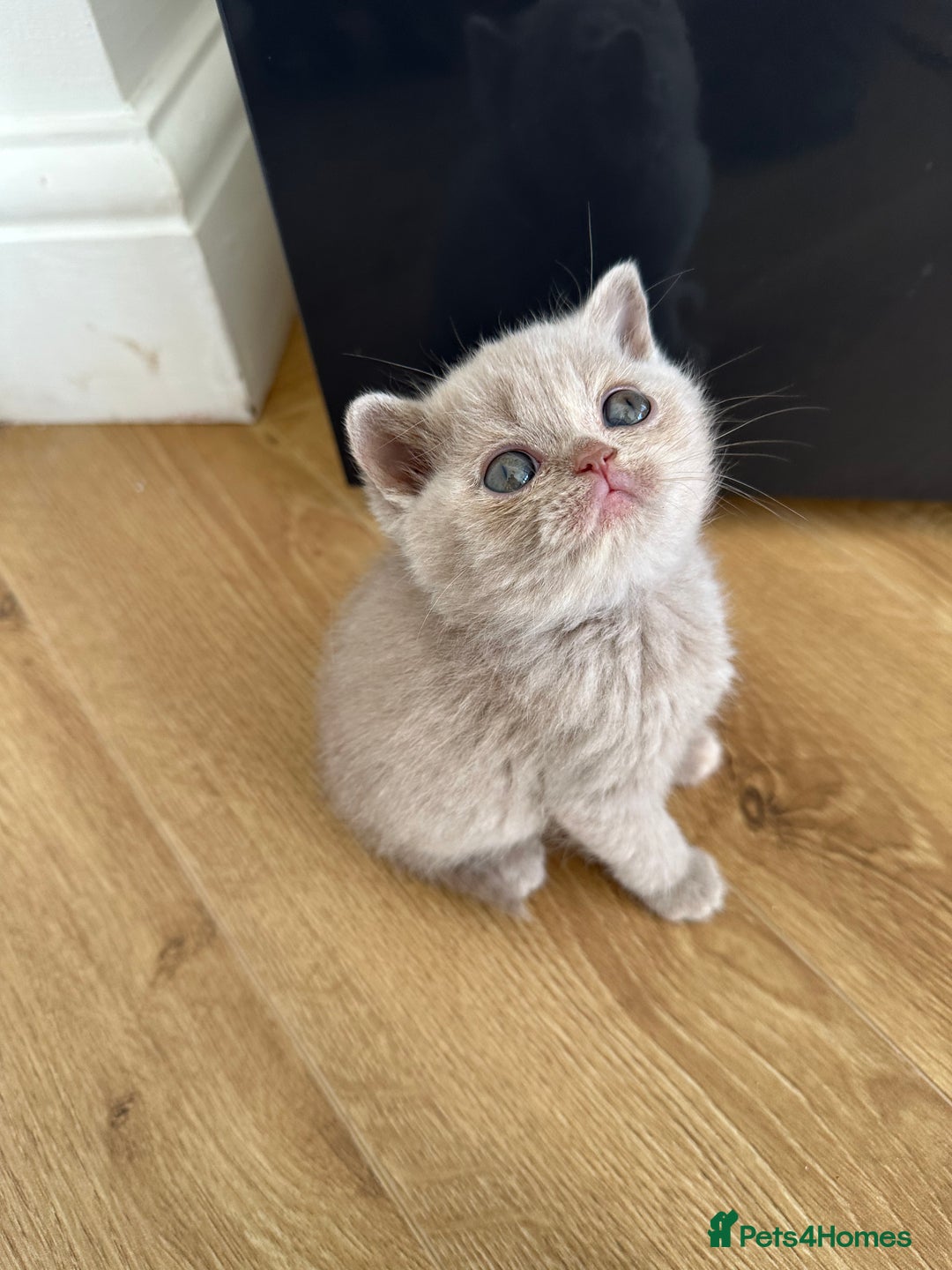 British Shorthair cats for sale: 😻Beautiful Chocolate Tortie BSH Kittens😻🎀 - Advert 22