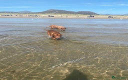 Dogue De Bordeaux dogs for sale: Dogue de Bordeaux puppy’s ready now  - Image 6