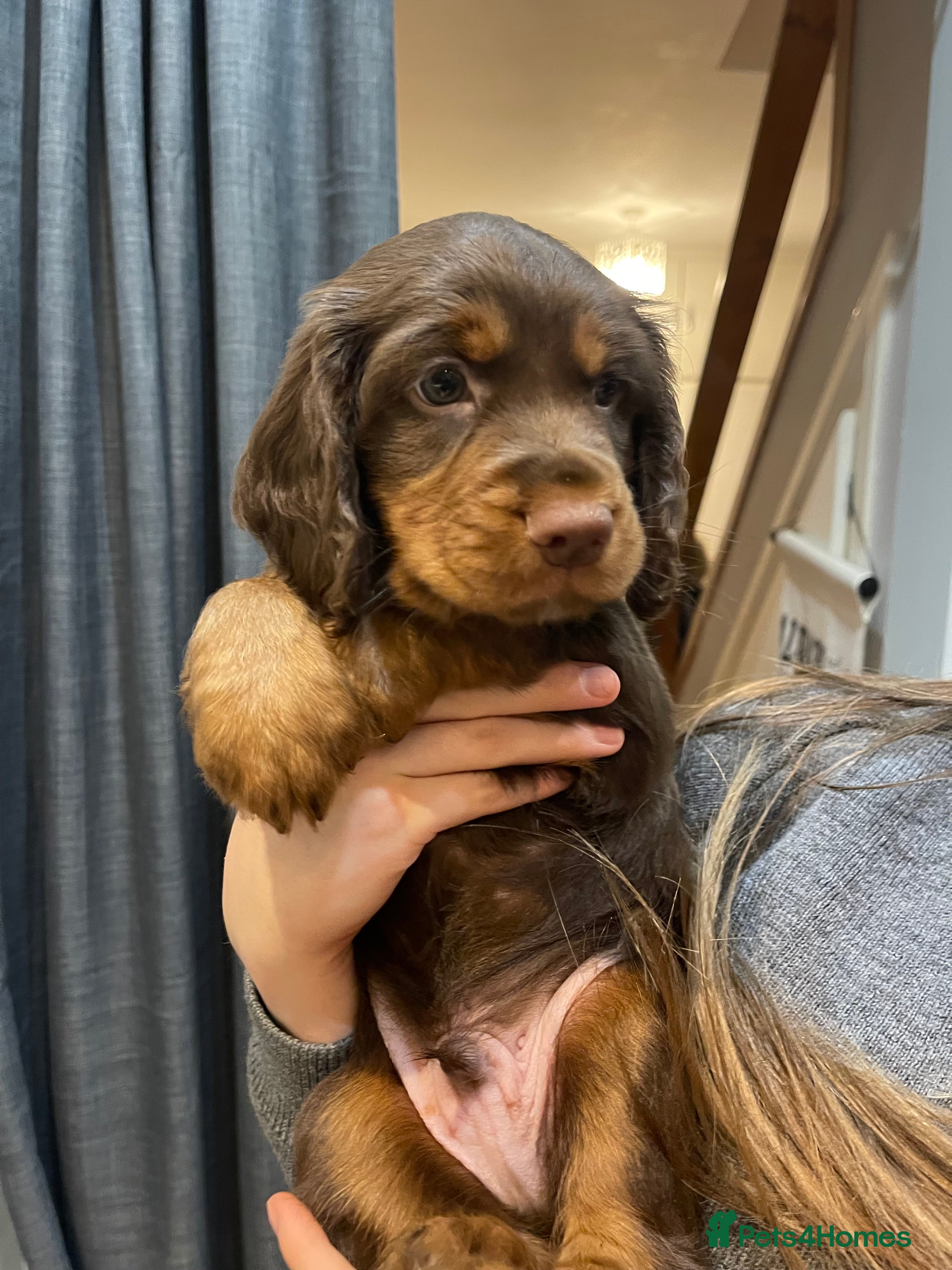 Cocker Spaniel dogs Holistic & Raw Fed Working Cocker Spaniels - Advert 11