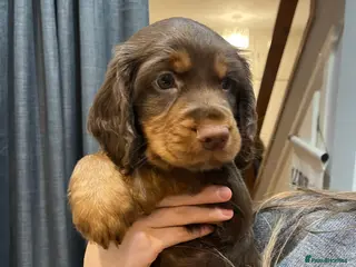 Cocker Spaniel dogs Holistic & Raw Fed Working Cocker Spaniels - Advert 11