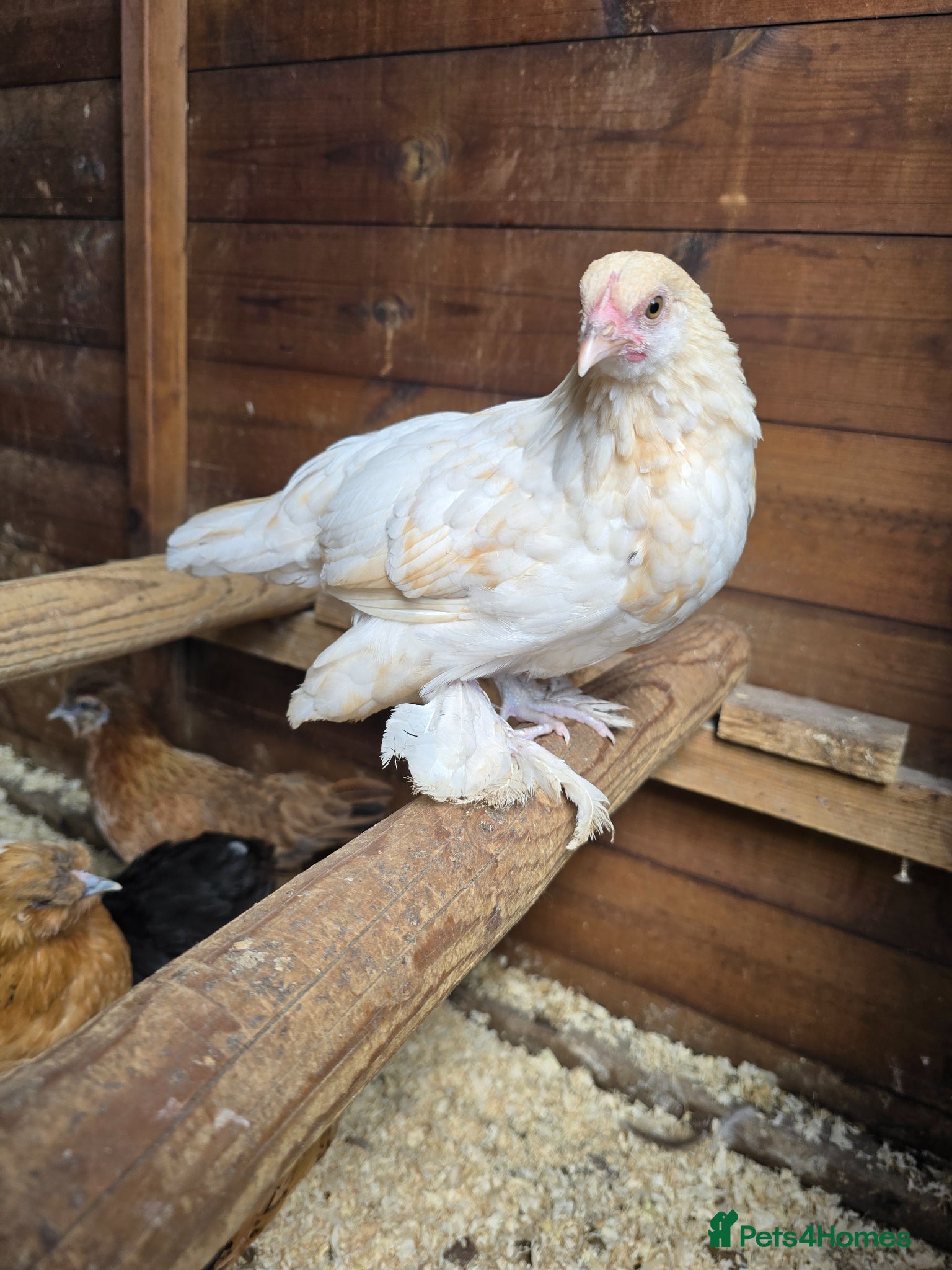 Chickens poultry Sablepoot Pullets - Advert 9