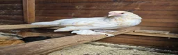 Chickens poultry for sale: Sablepoot Pullets - Advert 2
