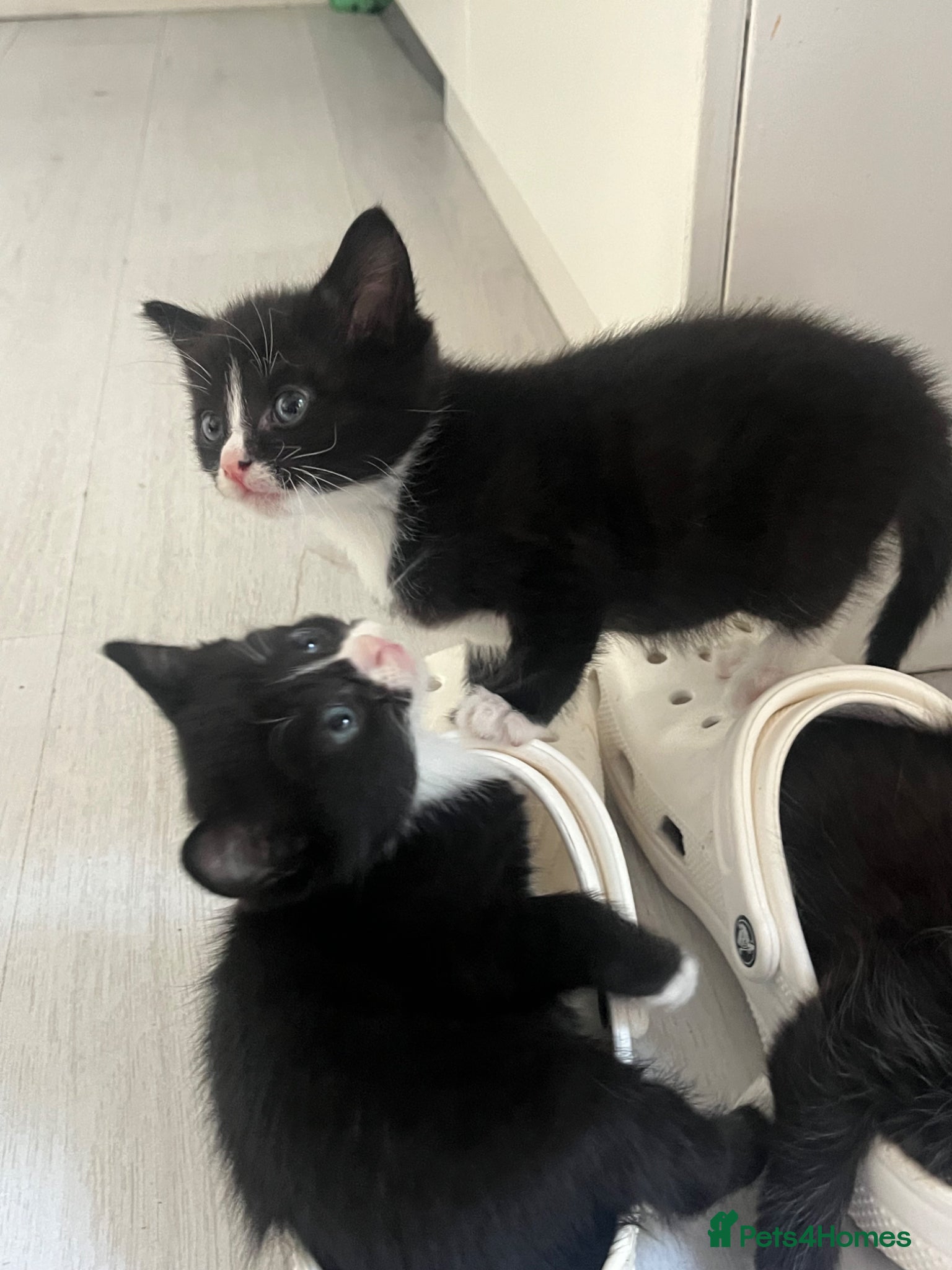 Mixed Breed cats for sale: Adorable playful little girls in Newcastle upon Tyne - Advert 5