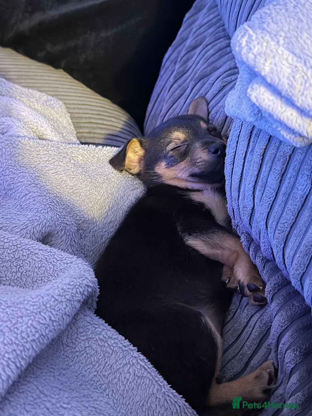 Mixed Breed dogs for sale: Lila  - Advert 2