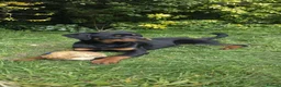 Rottweiler dogs for sale: KC Top ROTTWEILER Puppies , German blood - Advert 10
