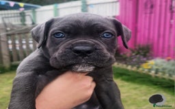 Cane Corso dogs for sale: 💜 gorgeous cane corsos puppies 💜ready in 3 weeks - Image 14