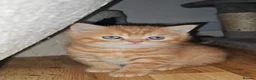British Shorthair cats for sale: Gorgeous British Shorthair Kittens - READY NOW - Advert 13