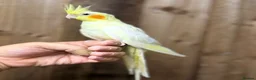 Cockatiels birds for sale: Cocktails parakeet  - Advert 2