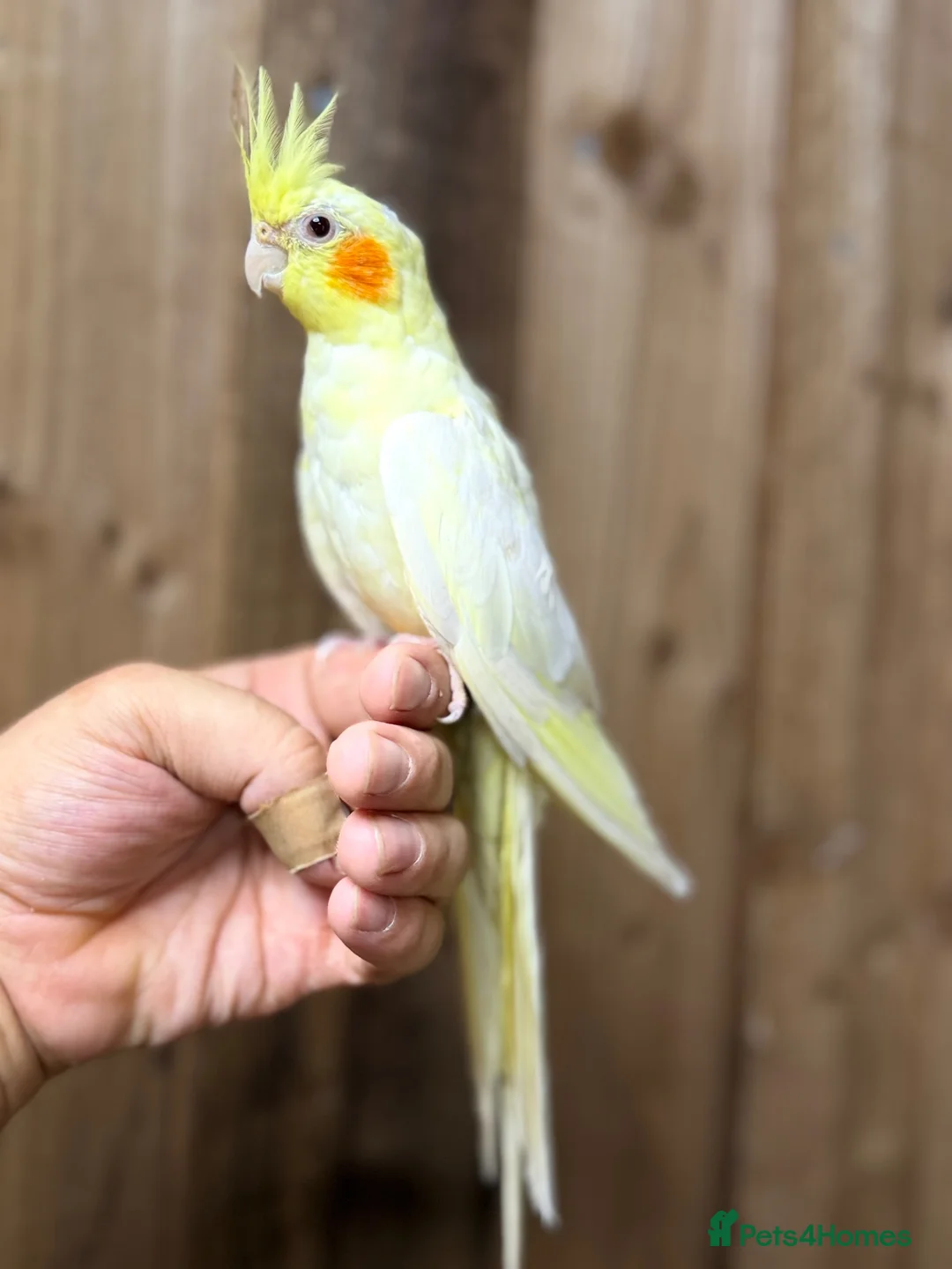 Cockatiels birds for sale: Cocktails parakeet  - Advert 2