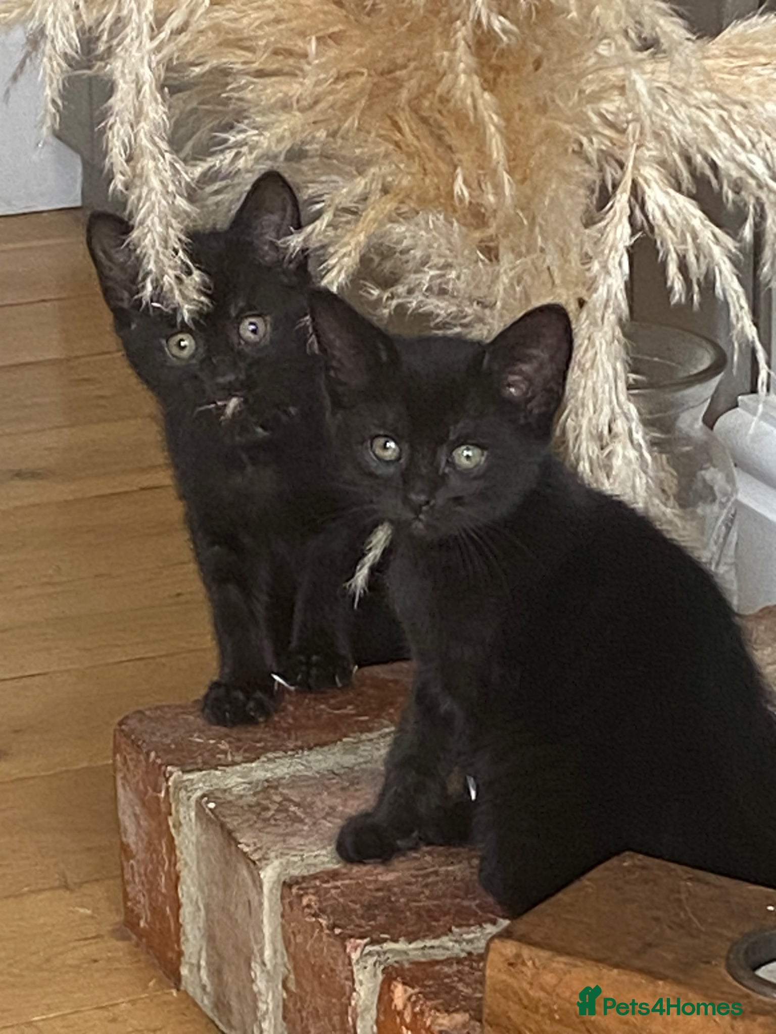 British Shorthair cats Two beautiful male black kittens - Advert 2