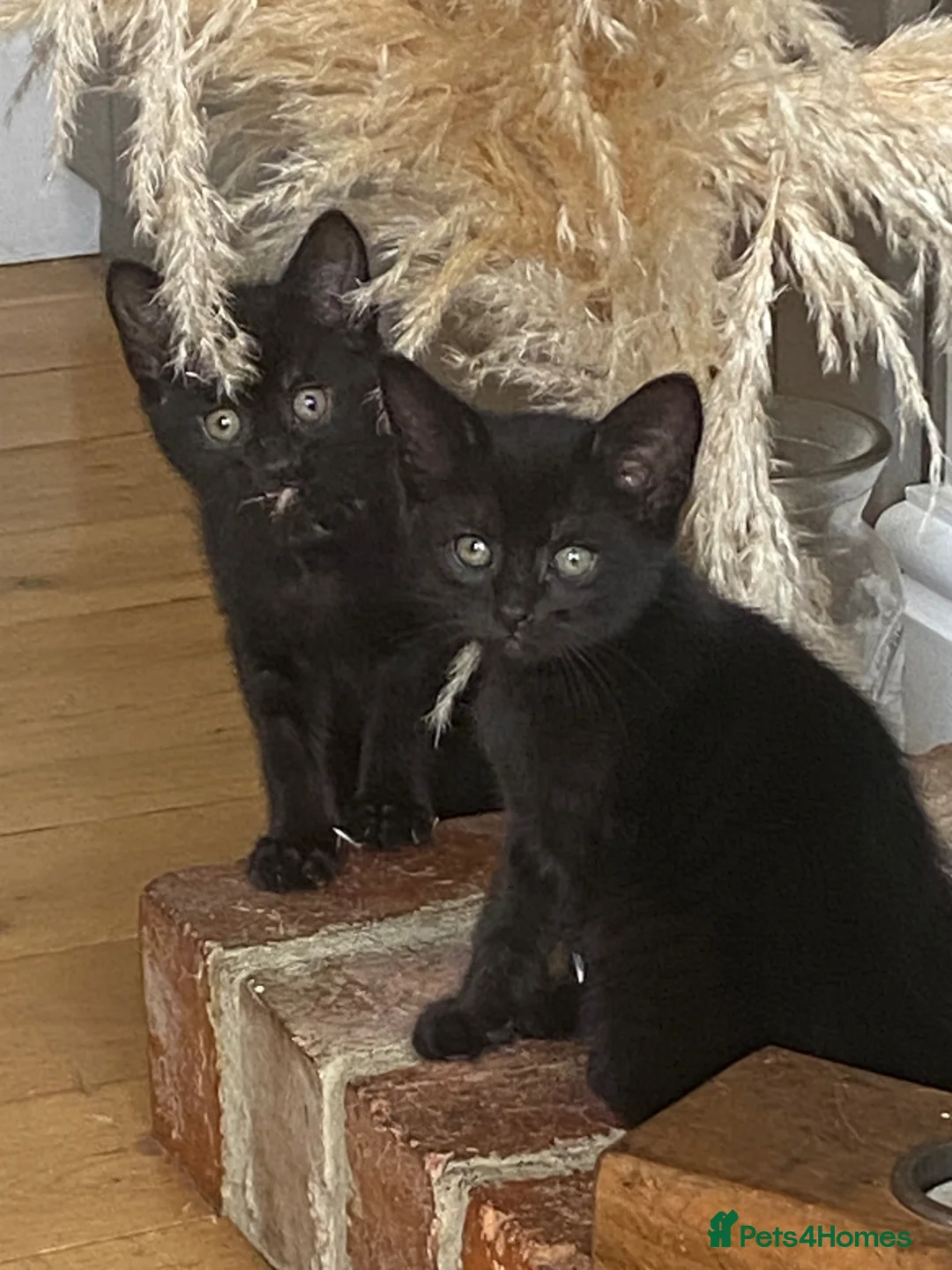 British Shorthair cats for sale: Two beautiful male black kittens - Advert 1