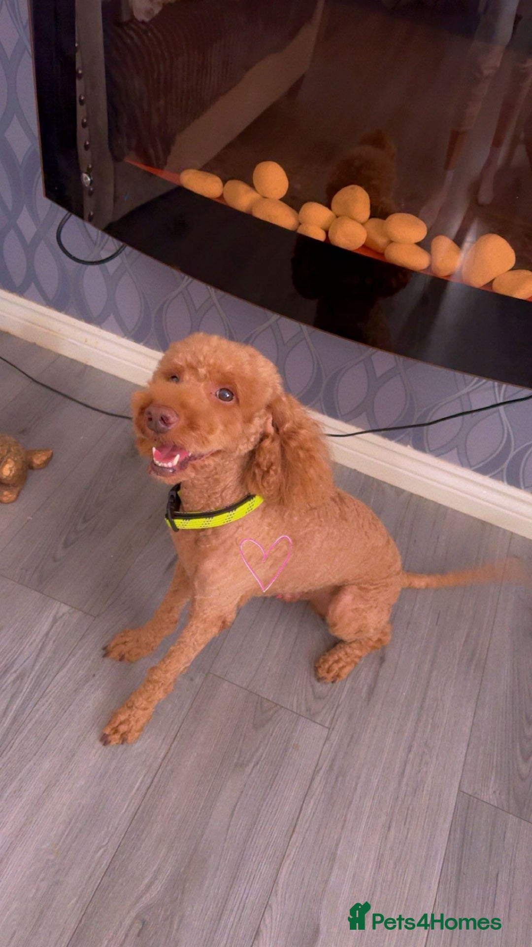 Cockapoo dogs for stud: 🐾 STUD DOG AVAILABLE – Meet Koda 🐾 - Image 7