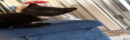 Mixed Breed cats for sale: 3 beautiful kittens for sale. - Advert 9