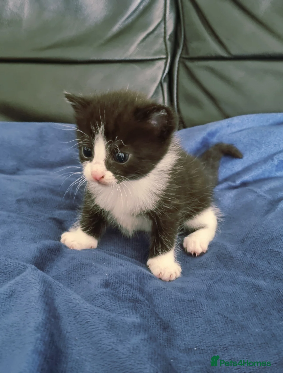 British Shorthair cats for sale: Gorgeous kittens available to reserve  in Kilmarnock - Advert 8
