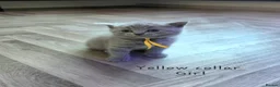 British Shorthair cats for sale: Adorable Pure British Short Hair Kittens - Advert 7