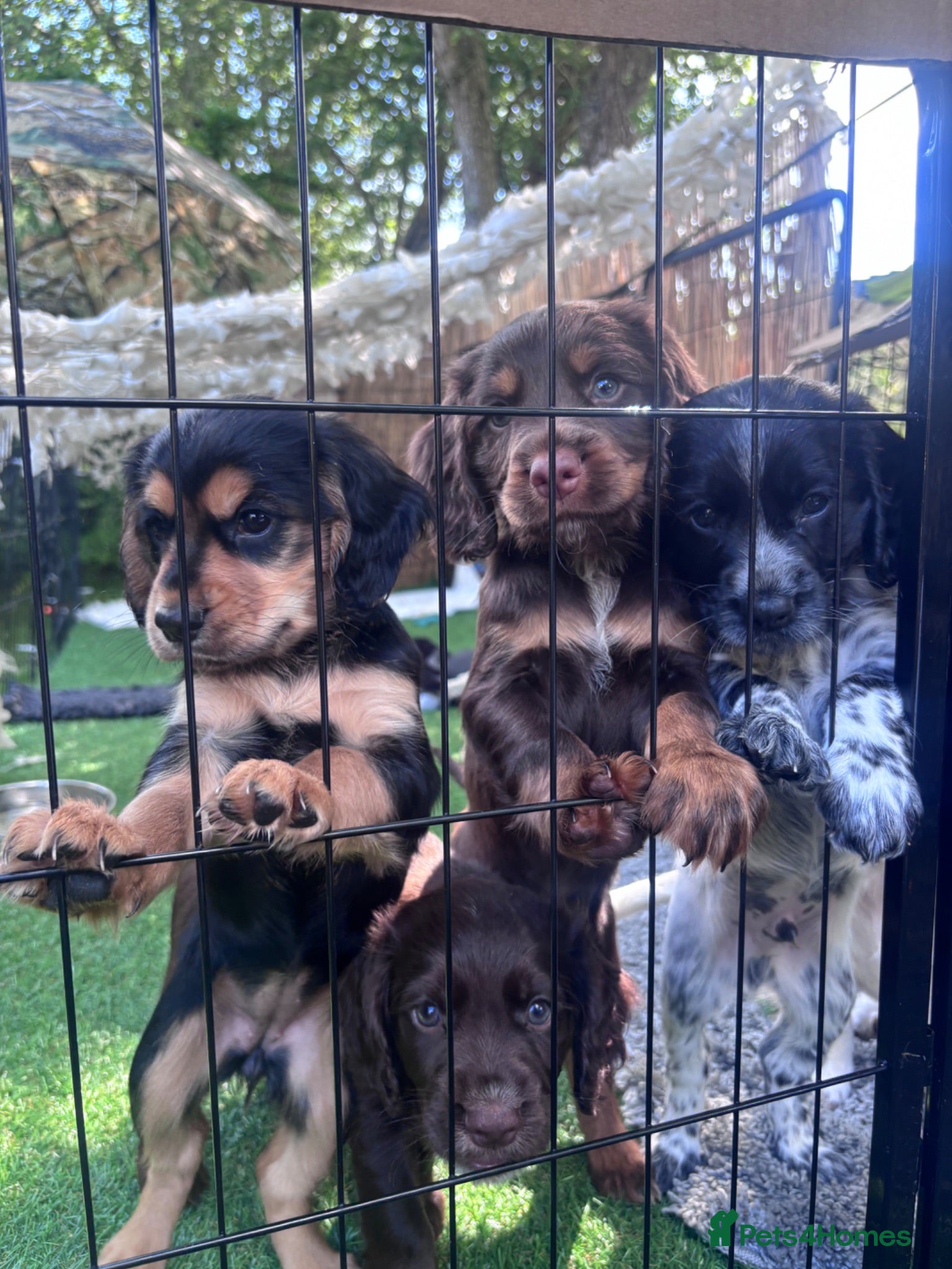 Cocker Spaniel dogs Working Cocker Spaniel Puppies for Sale - Advert 1