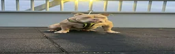 American Bully dogs for sale: Micro bully for rehoming - Advert 3