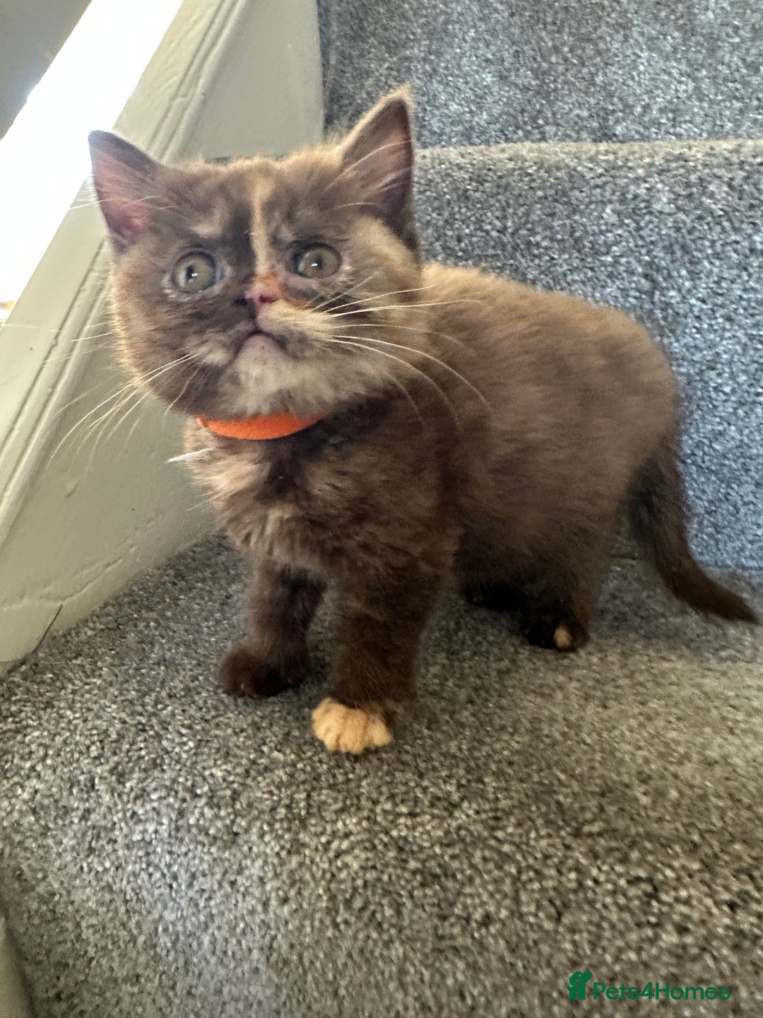 British Shorthair cats for sale: 😻LAST GORGEOUS TORTIE READY FOR NEW HOME😻🎀 - Advert 23