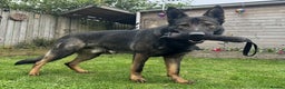 German Shepherd dogs for sale: German Shepherd Puppies  - Advert 3