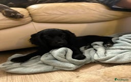 Cocker Spaniel dogs for sale: Gorgeous KC Working Cocker Spaniel Puppy Available - Image 14