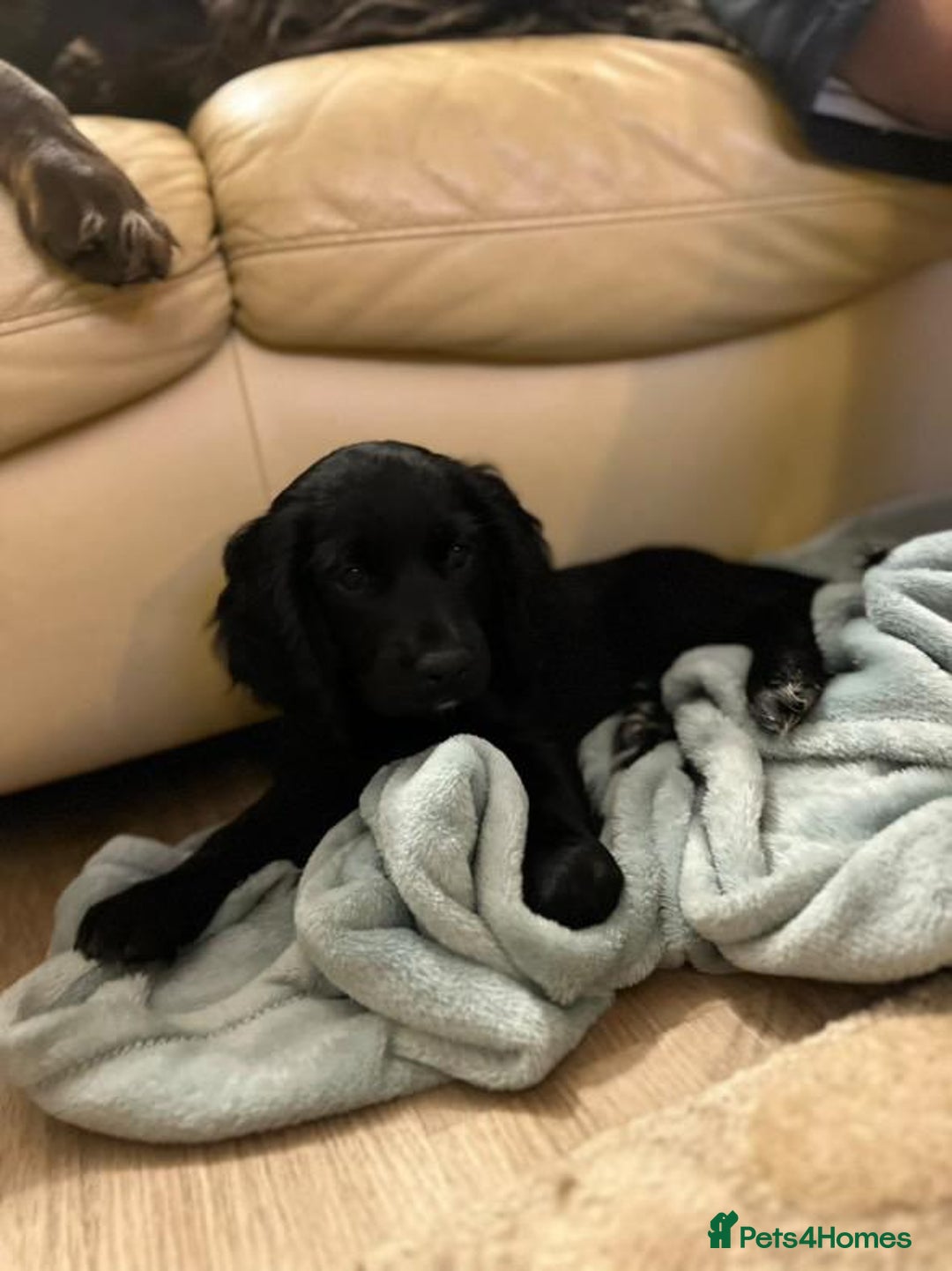 Cocker Spaniel dogs for sale: Gorgeous KC Working Cocker Spaniel Puppy Available - Image 14