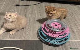 British Shorthair cats for sale: Amazing BSH kittens. READY TO GO!!! - Image 11