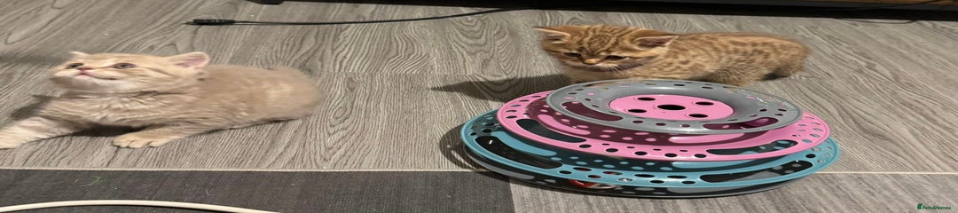 British Shorthair Kitten 6