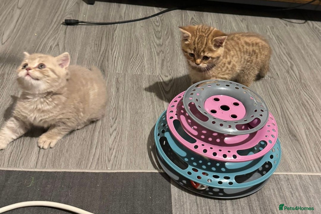 British Shorthair cats for sale: Amazing BSH kittens. READY TO GO!!! - Image 11