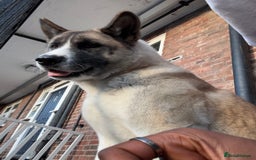 Akita dogs for sale: American Akita for adoption - Image 2