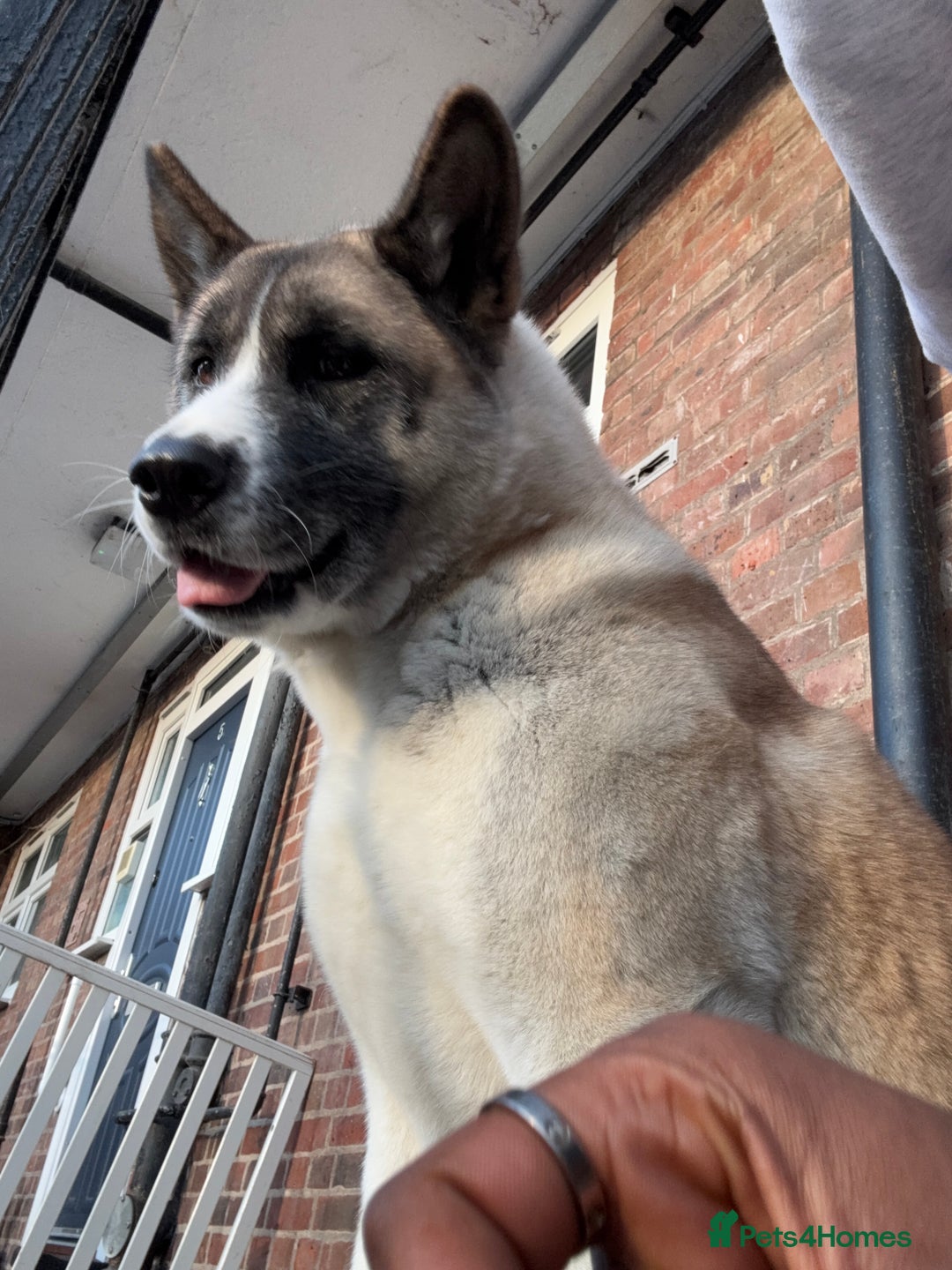 Akita dogs for sale: American Akita for adoption - Image 2
