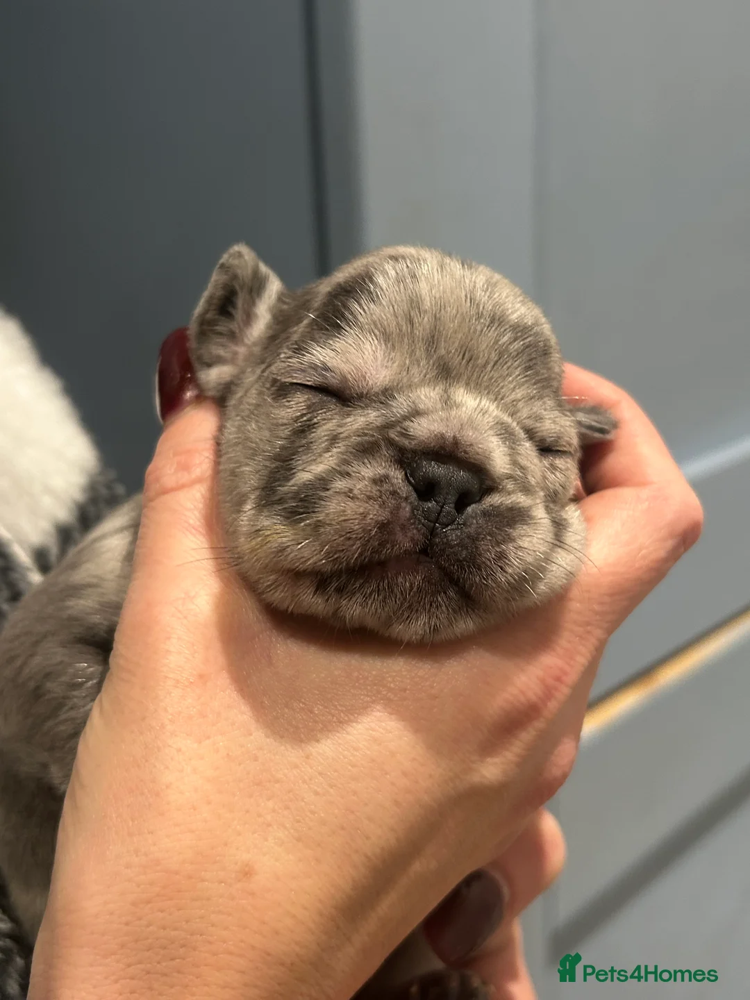 French Bulldog dogs for sale: SOLD. - Advert 2