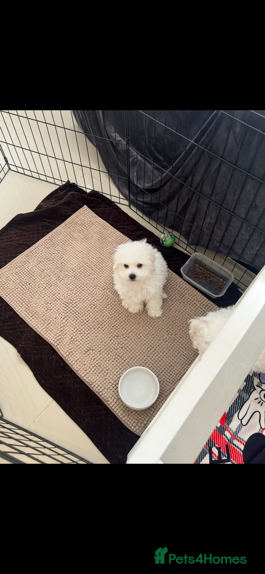 Bichon Frise dogs for sale: Pure Bichon Frise - Image 25