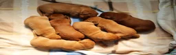 Labrador Retriever dogs for sale: Stunning Fox Red Labrador Litter - Health Tested - Advert 7