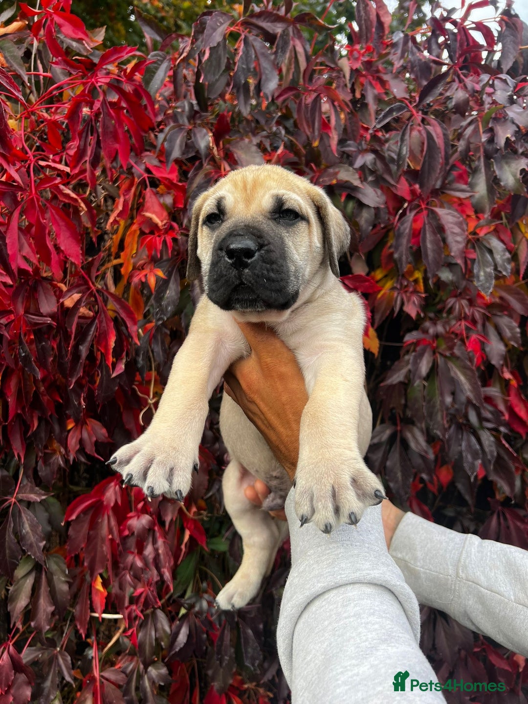 Presa Canario dogs for sale: 🏆UKC Pedigree Champion blood Presa Canario pups🏆 - Image 4