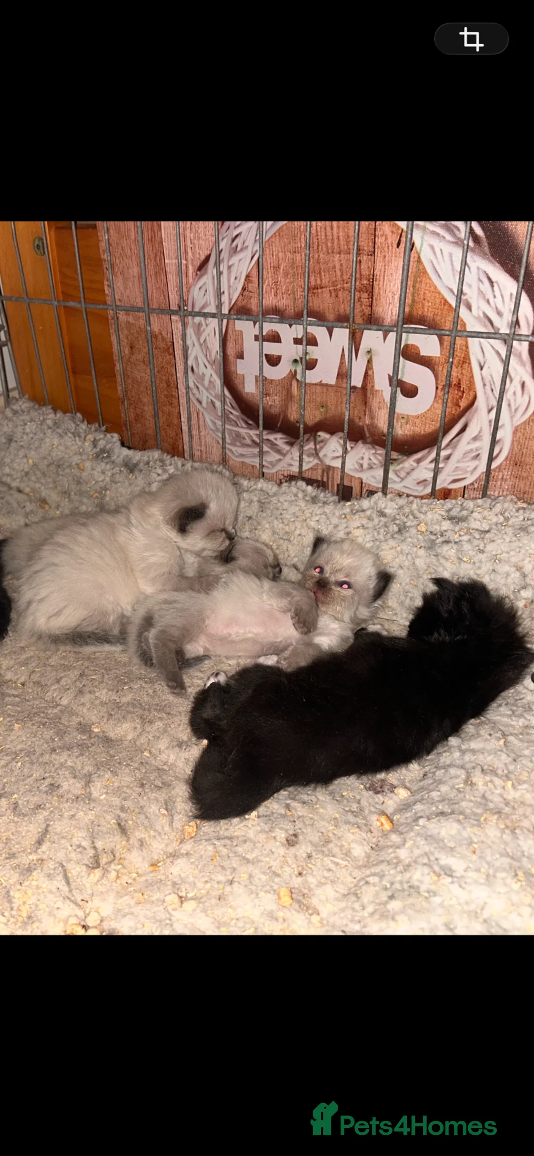 Mixed Breed cats for sale: Ragdoll x Maine coon kittens - Advert 14