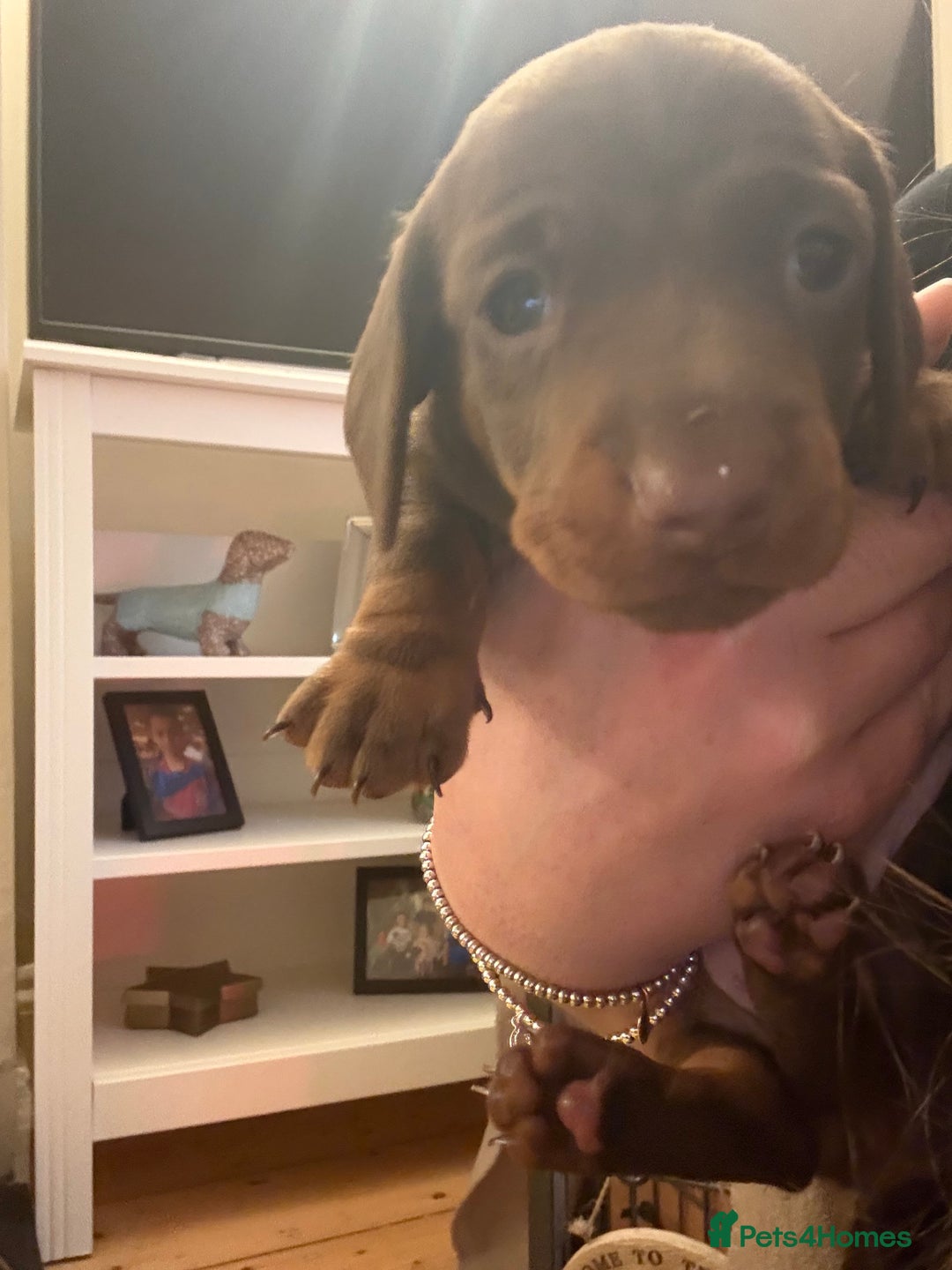 Miniature Dachshund dogs for sale: Beautiful best of breed litter - Advert 6